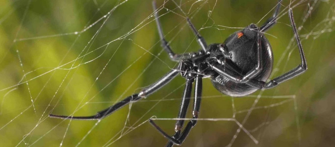 Ποιες είναι οι μαγικές ικανότητες των ζώων;
